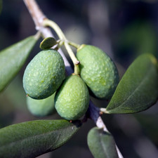 1 Large Standard Olive Tree - Olea Europaea, Outdoor Garden Ready, 3L Pot