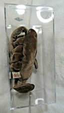 TY BEANIE ORIGINAL BABY  STINGER THE SCORPION DOB:9/29/1997 RETIRED MINT  