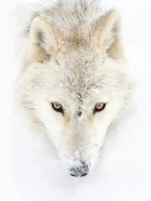 Arctic Wolf Closeup by Jim Cumming Western Wildlife Photography Giclee Art Print