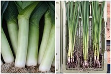 24 x Leek Bare Root Plants  | Musselburgh |Pre Order For April-May Dispatch