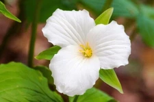 White trillium - Trillium Grandiflorum 50 Plants Perennial Bare Root Live Garden