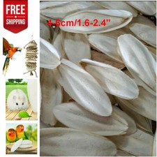 10/20PC 1.6-2.4" Cuttlebone Cuttlefish Bone Sepia Cuttle Fish Bird Food Calcium