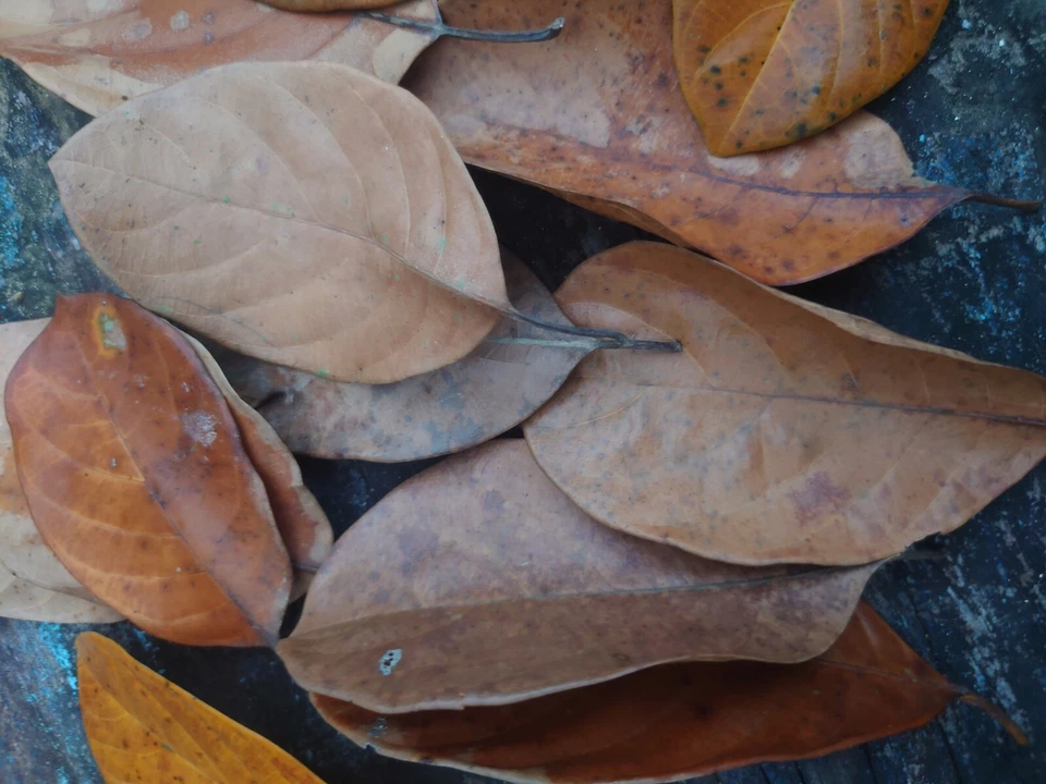 1000 hojas secas de JackFruit biopelícula orgánica peces camarones acuario natural Foto 4 de 4