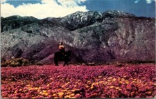 Verbenas & Desert Daisies Palm Springs CA VTG Chrome Postcard 1958 Posted A78