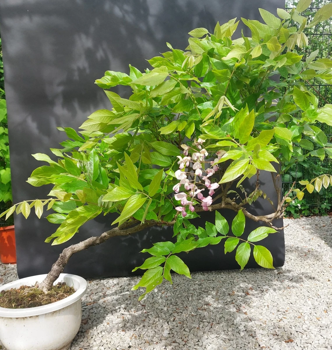 bonsai verdrahten Green Home Bonsai Bundle main image 1