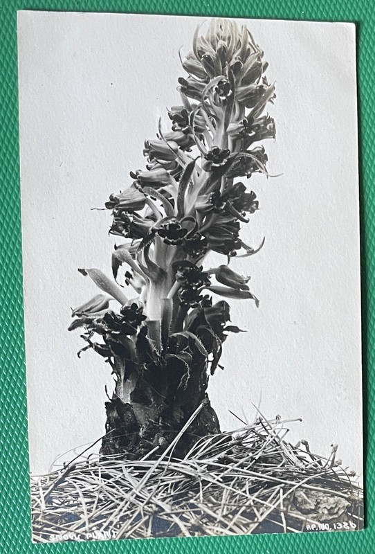 Botanical RPPC Postcard CA
