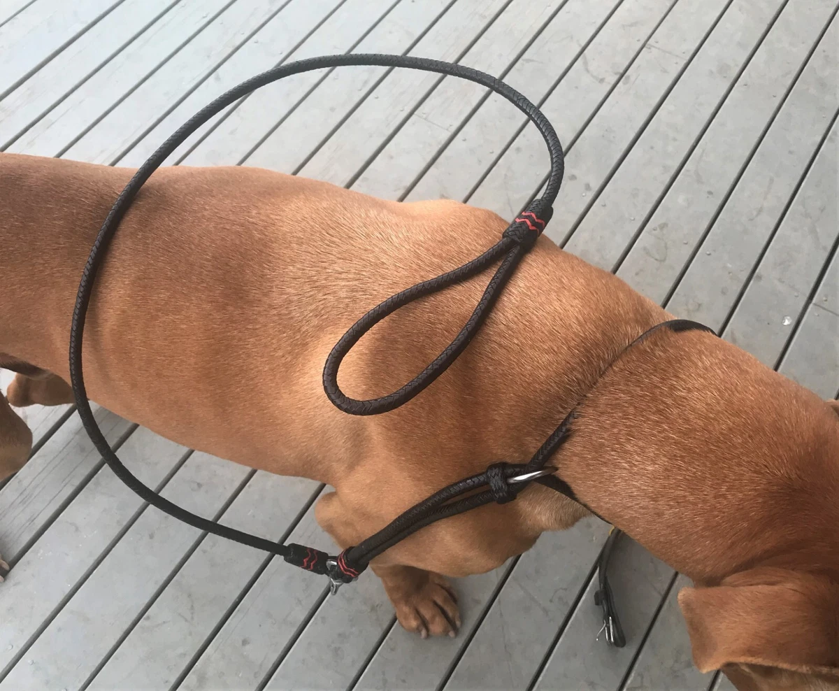 Non choking dog hot sale collar