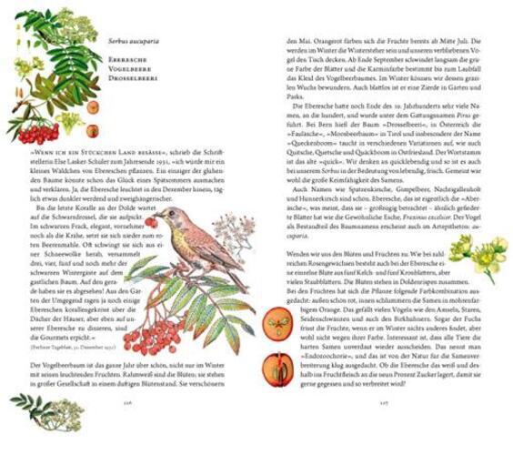 Thumbnail - Rosemarie Gebauer | Frau Haselin Und Drecksäck | Buch | Deutsch (2016)