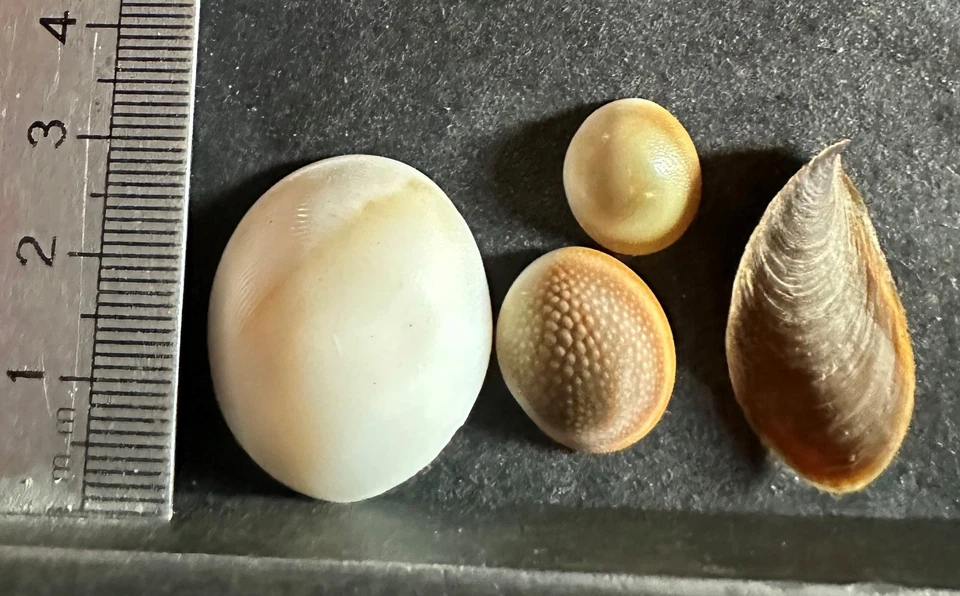 COLLECTION COQUILLAGES : OPERCULES Lot de 4 - Photo 2/2