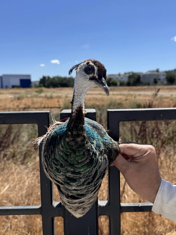 Taxidermia de hombro PAVO REAL FEMENINO calidad museo montaje en pared Foto 4 de 4