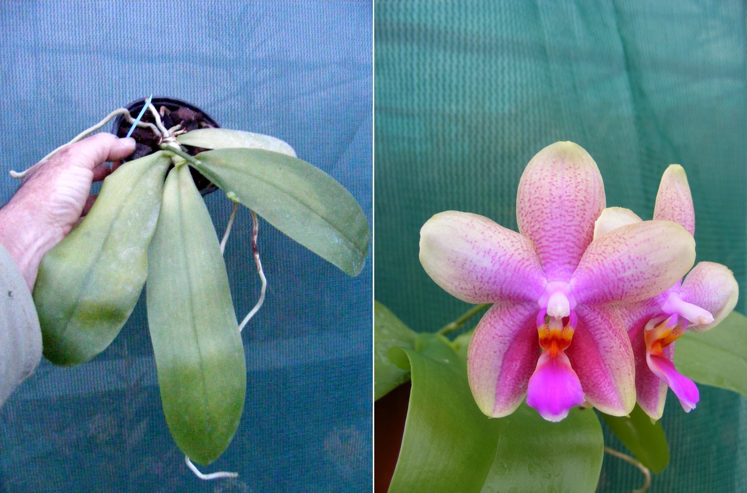 Orchidée Phalaenopsis Sweet Memory Liodoro plante d'intérieur en pot de 12cm