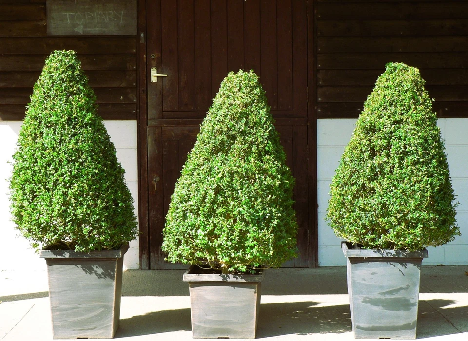  Real XL Box (buxus sempervirens) Cone Shaped Topiary, UK Grown - Image 3 of 4