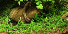 Cryptocoryne Parva Crypt Parva Easy Live Aquarium Plants BUY 2 GET 1 FREE