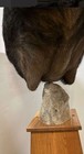 Taxidermy Wild Boar Shoulder Mount On Oak stand & Rock — photo 8