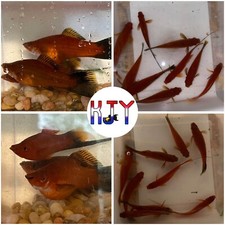 4 PK JUMBO Brick Wag Swordtail 3-4 Inches UNSEXED