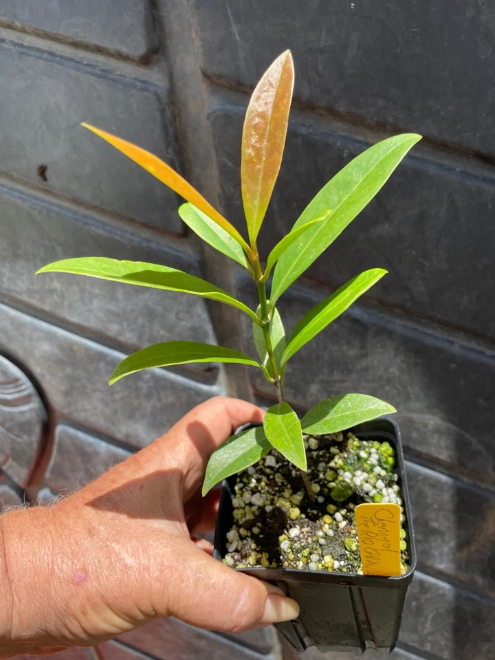 Cherry of the ~RIO GRANDE~ Eugenia aggregata Live FRUIT TREE sm Potd Plant - Image 2 of 4