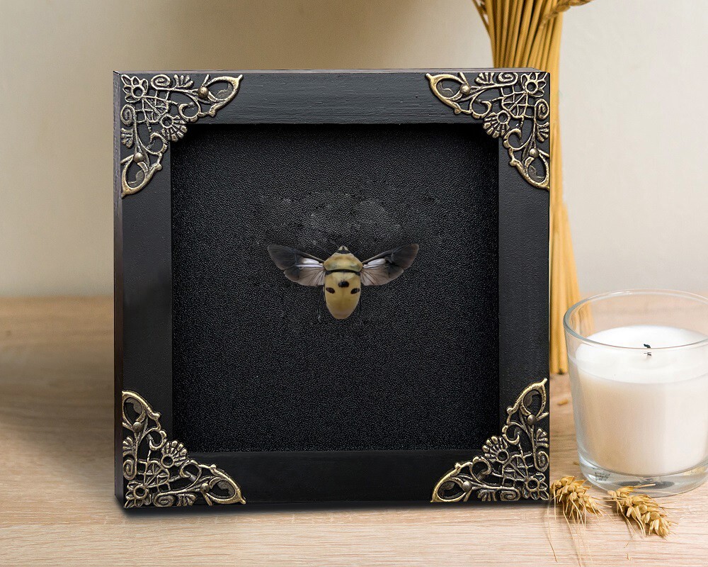 Heks En Tovenaar Slaapkamer Decor Zikade Rote Flügel Insekt In Gothic Shadow Box Frame |Gothic Taxidermy | Hexe & Zauberer Dekoration Für Schlafzimmer | Goth Home Décor Heks Decor Slaapkamer