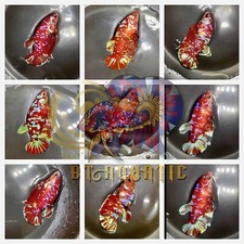 Live Betta Fish HMPK Female Koi Galaxy Red Gold for Sorority/Breed USA Seller