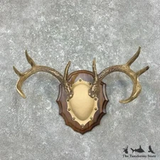 #26221 P | Whitetail Deer Antler Plaque Taxidermy Mount For Sale