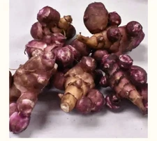 Jerusalem Artichoke Tubers Red  Sunchokes Helianthus tuberosus Skorospelka 6