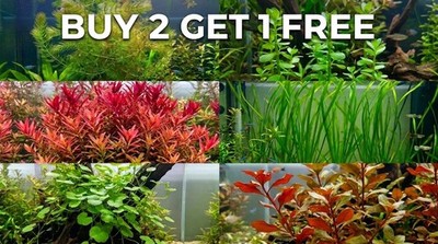 BUNDLE 30+ Stems (6 Species) Easy Live Aquarium Plants Low Light Freshwater Tank