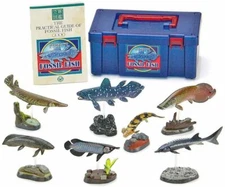 Colorata Fossil Fish Real Figure Box