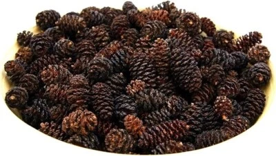 Erlenzapfen ~500Stk Schwarzerle, Alnus glutinosa, black alder, Biolandbetrieb