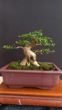 Real Plant Bonsai Sancang Premna Microphylla Extrem Style Old Size Small rare