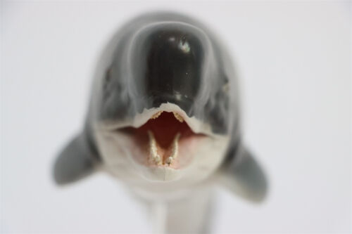PNSO Livyatan Melvillei 56 Figure Marine Mammals Adult Kid Animal Model Toy Gift - Picture 12 of 19