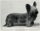 Skye Terrier "Luckie Faith" - 1934 Vintage Dog Art "Photo" Print - Custom Matted