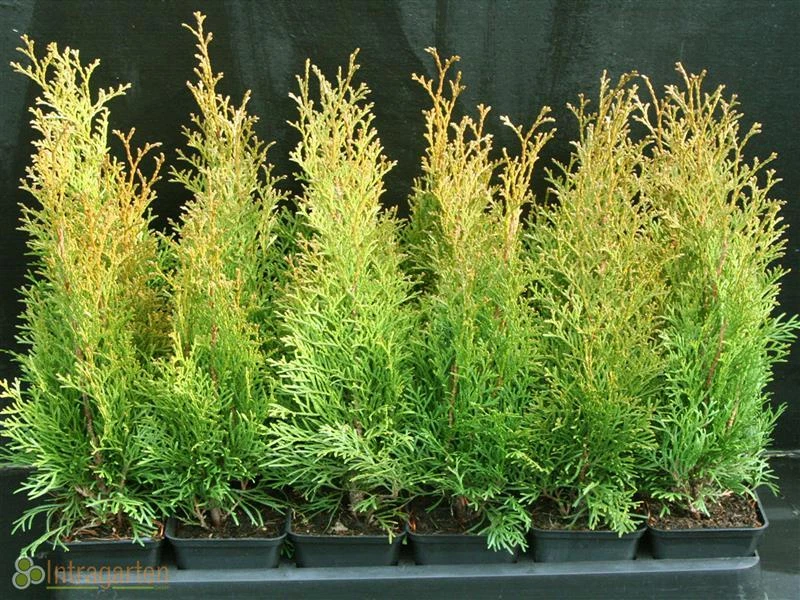 wisteria seeds planting Wisteria Seeds - Climbing Vine