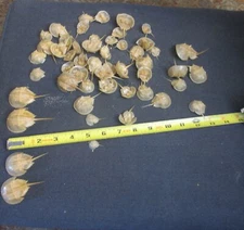 Small Preserved Horseshoe Crab Taxidermy Marine Life Shell - 1" to 3" on average