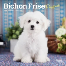 BrownTrout,  Bichon Frise Puppies 2026 Mini Wall Calendar, 7'' X 7'', 16-Month C