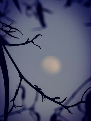 Mystic branches at night