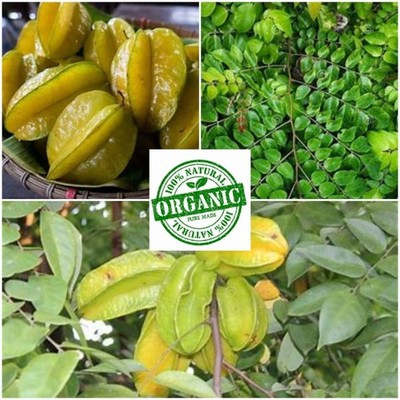 Carambola Starfruit Dried Leaves & Flowers Rare Edible Averrhoa Organic Natural