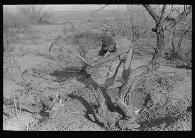 Photo:El Indio Texas Mexican Grubbing Mesquite Tree 1939 Report this