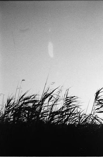 Black and White Grass Wall Art Print Minimalist Reed Photo Poster digital image