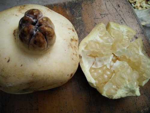 1 Pack 50 White Pomegranate Seeds Punica Granatum Megranate Organic - Picture 2 of 9