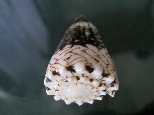 CONUS VIDUA 52,5 mm F++/gema patrón ESPECTACULAR MUY INUSUAL ¡WOW!¡! - Imagen 6 de 7