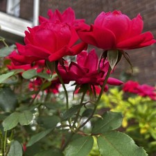 Rose Petals Red Burgundy 4 oz Sun Dried Organic Sweetheart Roses USA