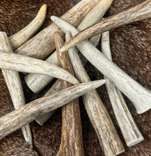 10 PACK - Premium * A * GRADE  Deer Antler Crafting Tips (Choose Size)