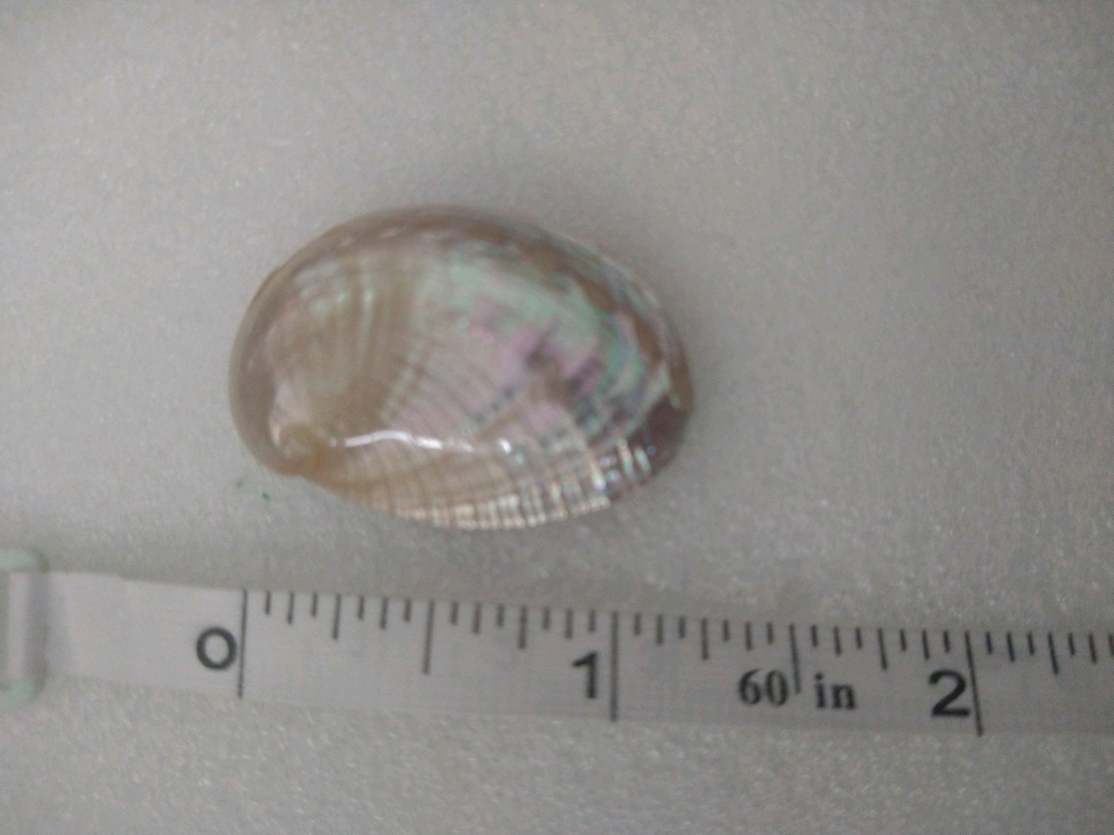 Vintage Iridescent Shell   Stud Earrings - image 10