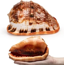 Large Bullmouth Helmet Conch Seashell Natural Rare Real Home Decor 6" Inch New