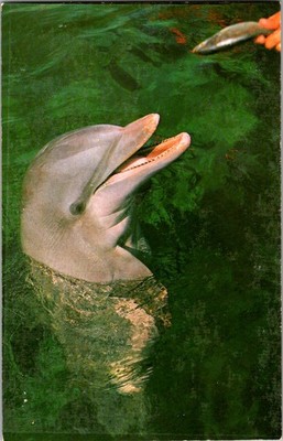 Vintage Miami Seaquarium Postcard Friendly Porpoise Dolphin Feeding Florida