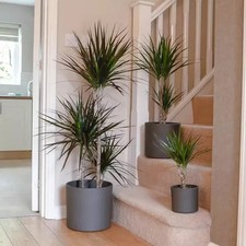 Dragon Tree