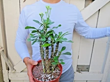 Euphorbia Milii Crown of Thorns Flower Cactus