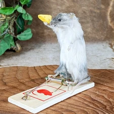 Mouse Escape Trap Display Collectible Funny Taxidermy Oddities curiosities craft