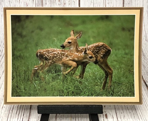 Whitetailed Fawn Deer Fawn in Grass Animal Postcard - Picture 3 of 4