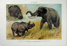 Pachyderms: Original 1902 Chromo-Lithograph by Julius Bien. Elephant Rhino Hippo