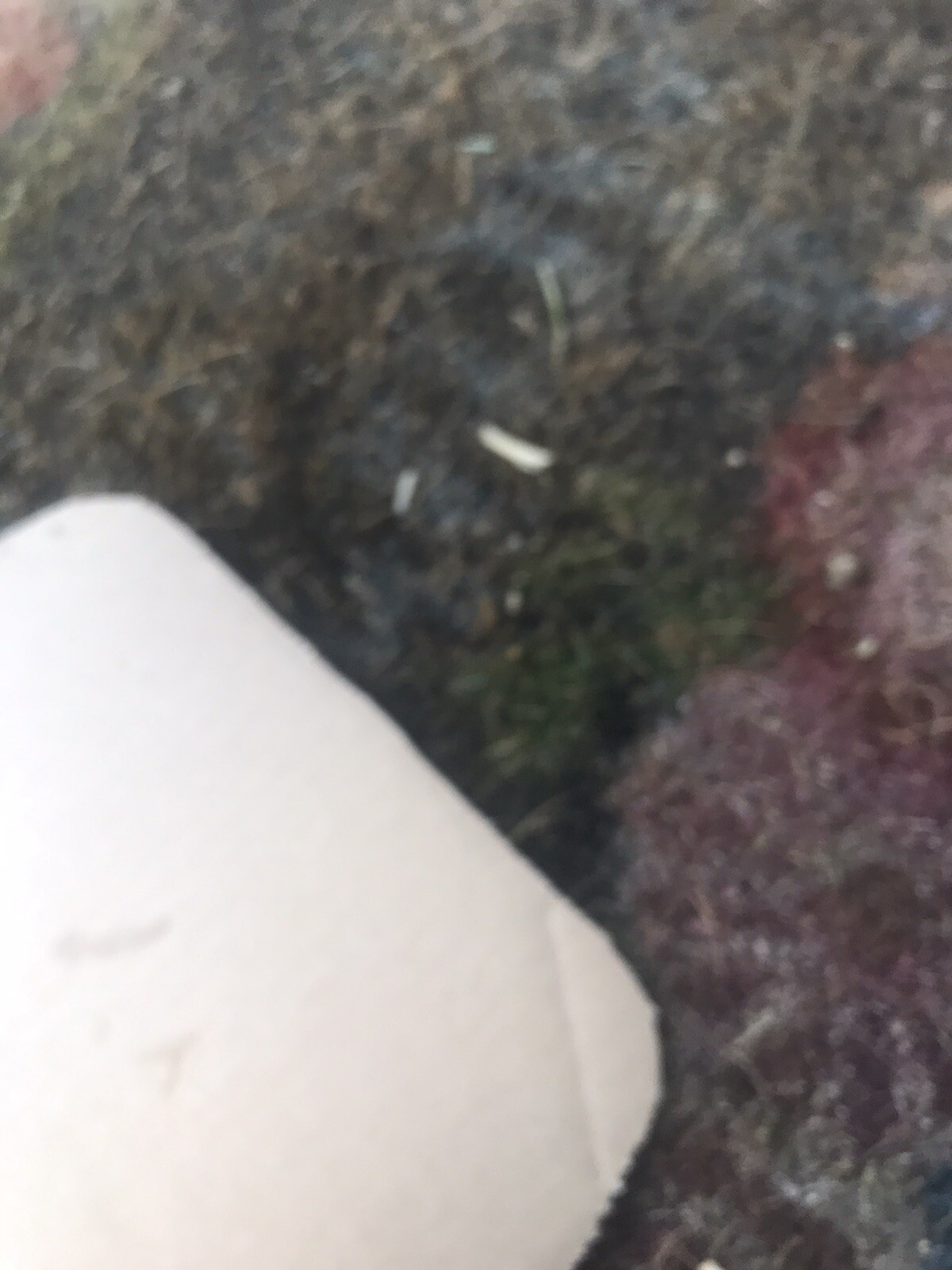 Picture 5 of 6